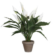 Planta Artificial - Spathiphyllum Blanco - MICA